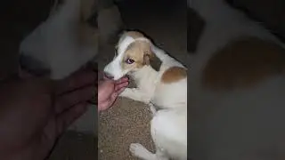 a cute and small dog #puppy #animal #dog #animals #puppyvideos