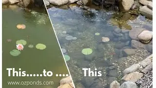 New pond| Stages| Treatments