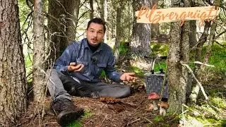 Volle Körbe trotz Trockenheit 😁 wo gerade die meisten Pilze zu finden sind!