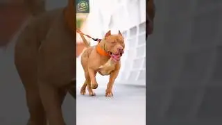Pitbulls: The Truth Behind the Smile (Gentle Giants Revealed)
