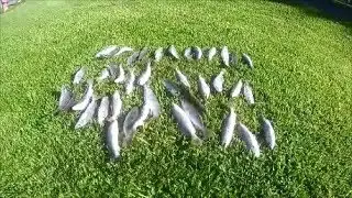 Sabiki Fishing For White Trout
