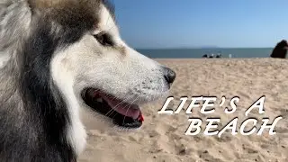 Husky has a Day Trip to the BEACH!