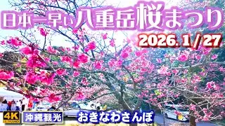 ◤沖縄旅行◢ 日本一早い桜祭り｢八重岳桜まつり2026｣♯1242 おきなわさんぽ Japan's earliest cherry blossom festival.