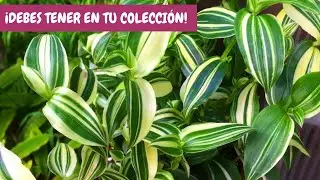 Tradescantia Fluminesis variegata: sus cuidados básicos en casa | ¡Debes tener una ya mismo!