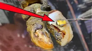 Insects in Cow&rsquo;s Hoof &ndash; Poor cow feet 🤧 Full Treatment Trimming Procedure