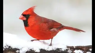 elegant birds for headphones
