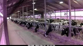 Lely Juno Flex automatic feed pusher time-lapse