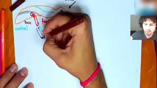 Platelmintos 01: Caracter&iacute;sticas gerais e a classe Turbellaria.