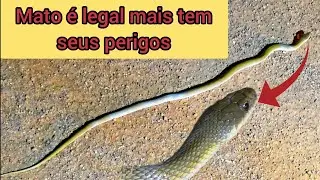 Mesmo com os perigos do mato,gostamos de aventurar. 