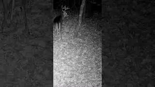Looking for ❤️!!   Listen for the buck's grunts. 🔊up.     #buck #buckgrunt #shorts