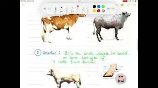 BODY CONFORMATION OF CATTLE | LPM | BVSC&AH |