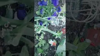 Fairy Garden Tour - Part 1