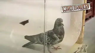 6 Craziest Fan-Requested Myths Ever Tested | MythBusters