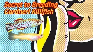 Secret to breeding Fundulopanchax gardneri