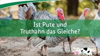 Ist Pute und Truthahn das Gleiche?