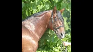 PRE stallion, 2017 169 cm