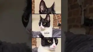 I&rsquo;m too sexy 🐈&zwj;⬛ | 🎥: gigilecat (TT) #imtoosexy #cat #rightsaidfred #parody #shorts