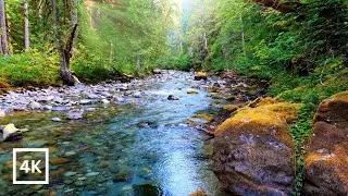 4K Enchanted Forest Sunrise | Forest River Nature Sounds for Sleep & Study | Relaxing Nature Scene