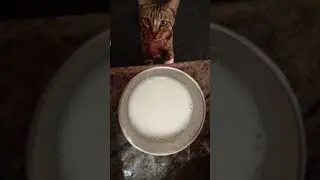 Cat drinking milk/kuttu cat/krithika the world of creativity/good morning
