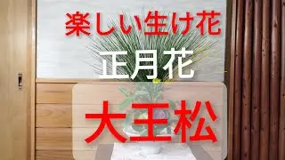 【楽しい生け花】お正月花を松の王様 大王松で生けてみました 【大王松】