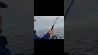 Pesca con Poper de albacora. Me comieron la albacora 😱😱 #fishing #fish