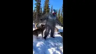 Wolves Attack Man in Spiked Suit Experiment 😱 #Shorts