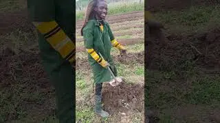 BEST METHOD OF APPLYING POULTRY  MANURE TO YOUR TOMATOES FARM LAND. 🍑🧅🍅#agriculture #tomato