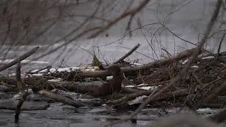 North American Mink looks about as it works to find food at the edge of Beavers