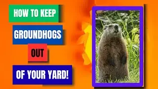 HOW TO KEEP GROUNDHOGS OUT OF YOUR YARD!