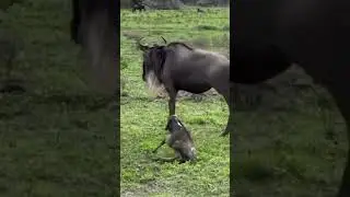 new born calf is struggling to follow mother