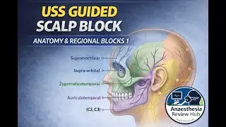 USS Guided Scalp Block | Anatomy & Regional Blocks 1 | Anaesthesia Review Hub