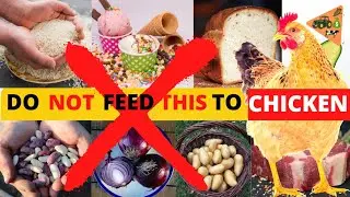 10 Things to NOT FEED YOUR CHICKENS | CHICKENS MAY DIE AFTER FEEDING THIS SUBSTANCES