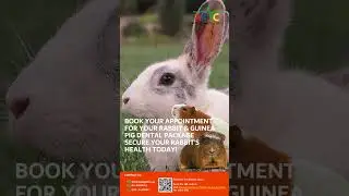 Rabbit & Guinea Pig Dental Packages | Expert Small Pet Care &ndash; ABVC Dubai #dubaipets  #petsofdubai