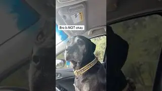 Why is my dog scared of... literally everything? 😭#dog#funny#cute#fyp#foryou