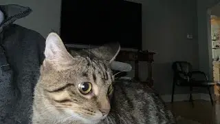 Last cat festival 