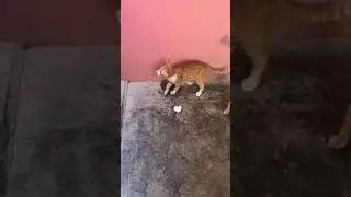 Cat kitten playing with paper ball | best moment cat lovers WhatsApp status