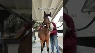 The best part about grooming a pony #horsesandhumor #horse #pony #equestrian #shorts