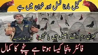 Wajid Shah Sahib Interview Part 2 | Aseel Discussion And Information By Open Farming | Open Farming