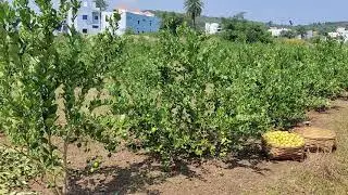 Ashirwad seedless lemon 🍋 farm.