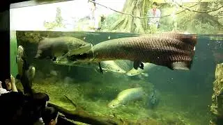 海響館 ピラルクのエサやりタイム