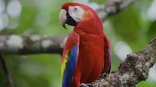 Costa Rica in stijl met Avila Reizen