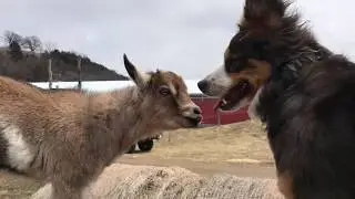 Goat Kids at the Treinen Farm Playground