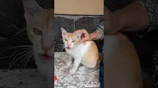 mak oyeen,nun's pet #kucingpeliharaan #biarawati #kucingorange #orangecat #ibukucing