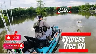 How to fish Cypress Trees