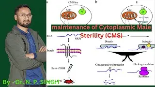 Maintenance of CMS (cytoplasmic male sterility)