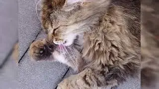 The cat and its skin care