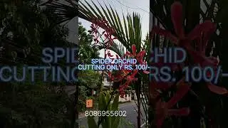 #SPIDER ORCHID #OFFER SALE #SHORTS # BEAUTIFUL FLOWERS