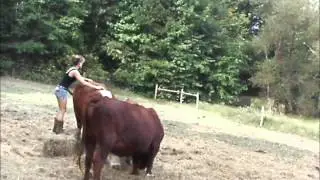 How to ride a cow:)