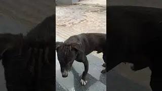 street dogs can be pet too #streetdogchannel #streetdogsofindia #straydogs #streetanimals