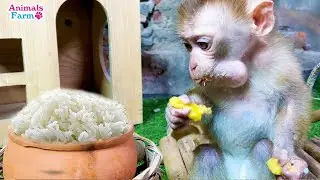 Cute baby monkey Dola eating rice